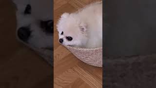 Kiittämätön koira 😤🐶🩷 #koira #pomeranian