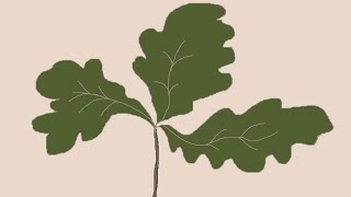 Acorn Grows - a short drawn film