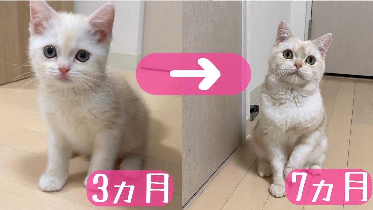 子猫から成猫への成長スピードがすごい マンチカン The Speed Of Growth From A Kitten To A Raw Cat Is Amazing Youtube 子猫から成猫への成長スピードがすごい マンチカン The Speed Of Growth From A Kitten To A Raw Cat Is Amazing Youtube