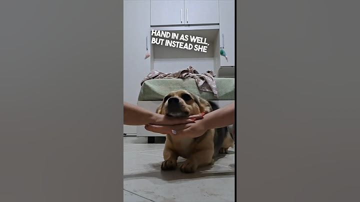 This dog won the viral trend on the internet ❤️