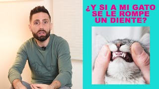 ¿Qué pasa si a mi gato se le rompe un diente? ¿Es habitual que pase esto?