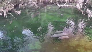 Manatee mom swims with two calves