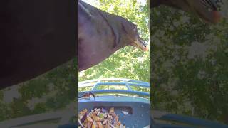 Common Grackle