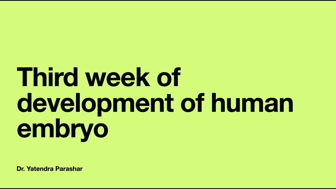 Human Embryology: Third week of development of Human Embryo - YouTube