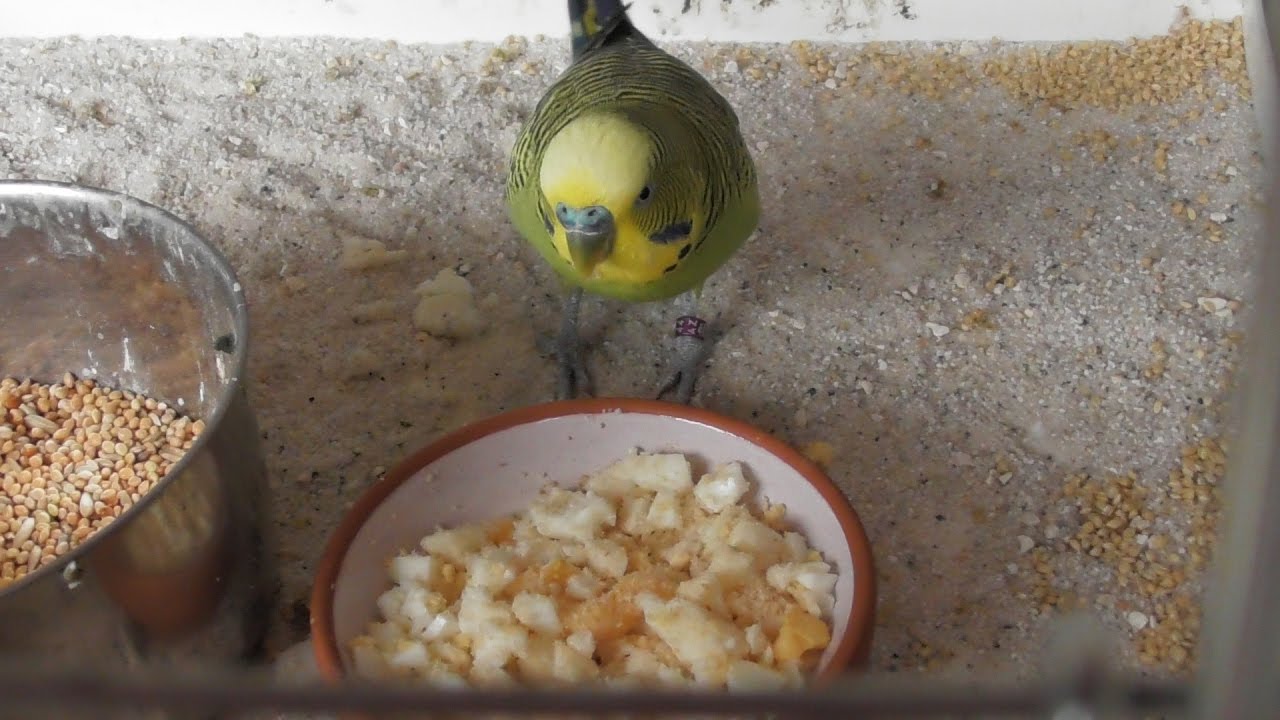 Was Kann Man Wellensittichen Zu Essen Geben Wellensittichfutter selber machen🐦 Ei- und Energiefutter für