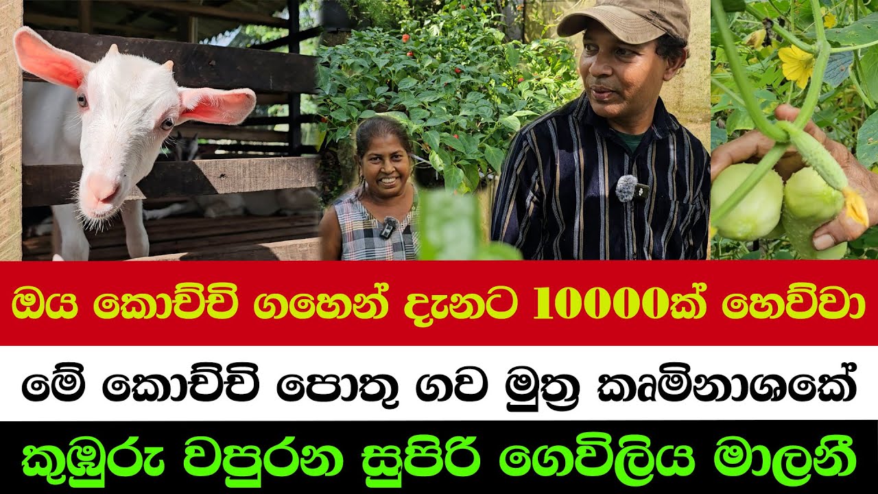 4 Months → Rs. 10,000 From 1 Chili Plant | The Iron Lady Who Left Colombo for the Farm