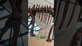 Dinosaur Giants: Exploring the Massive Barosaurus at the Museum! #shorts
