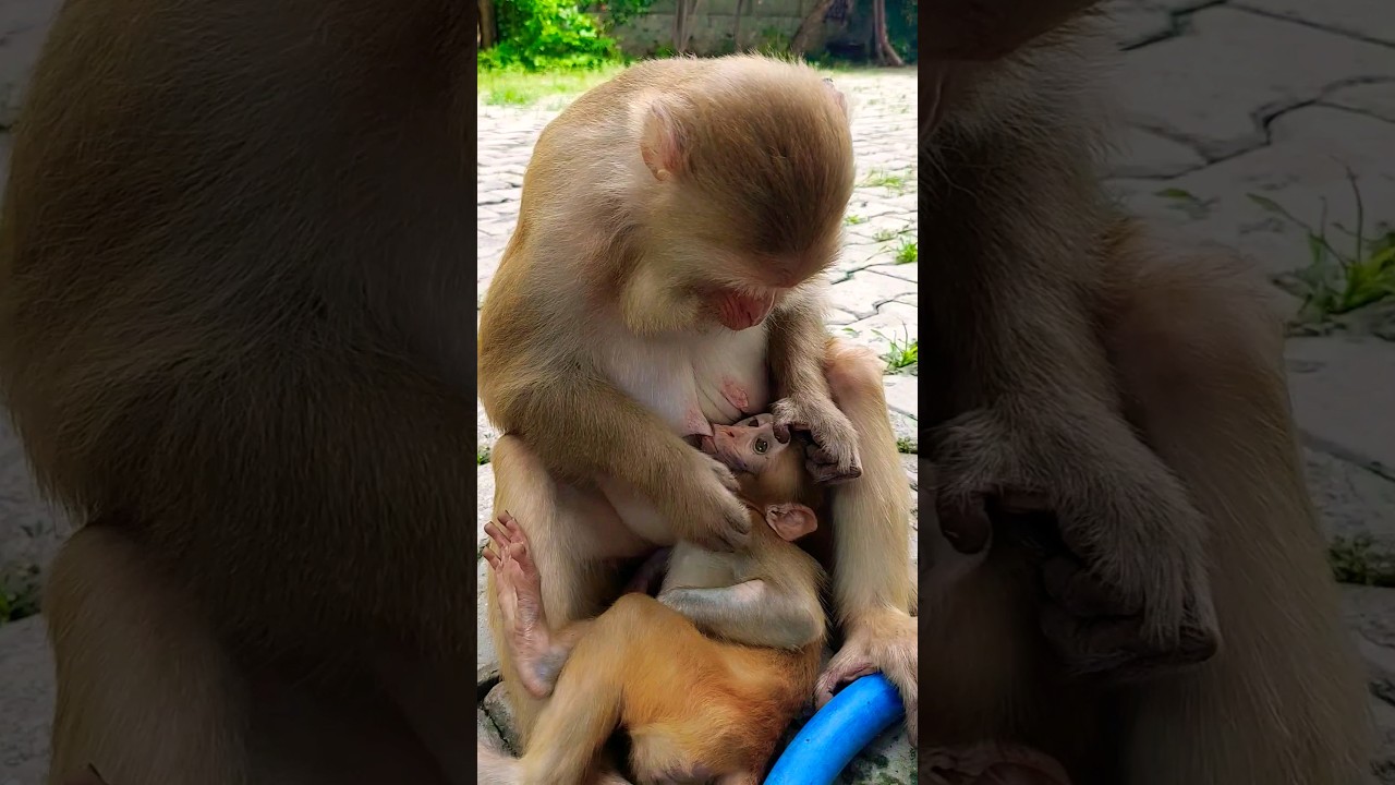 bandar | bandar wala | caring mother monkey 