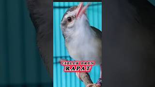 Download Lagu Ciblek Sawah Ngebren Rapat MP3 Download Lagu Ciblek Sawah Ngebren Rapat MP3