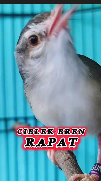 Ciblek Sawah Ngebren Rapat