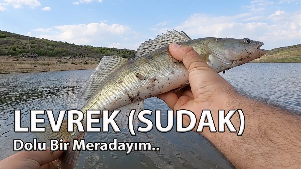 Edirnede Bol Balıklı Levrek Avı ( Sudak Avı)