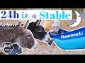 24 HOURS in the Donkeys' STABLE Challenge | This Esme
