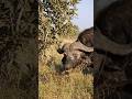 Cape Buffalo Feeding on Grass in the Bush #southafrica #wildlife #adventure #safari