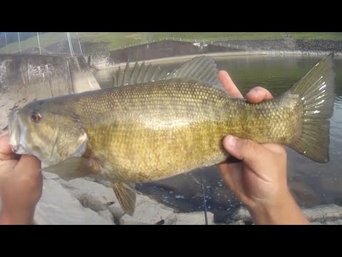 Small River and Spillway Fishing for Smallmouth Bass, Rock Bass, and Walleye