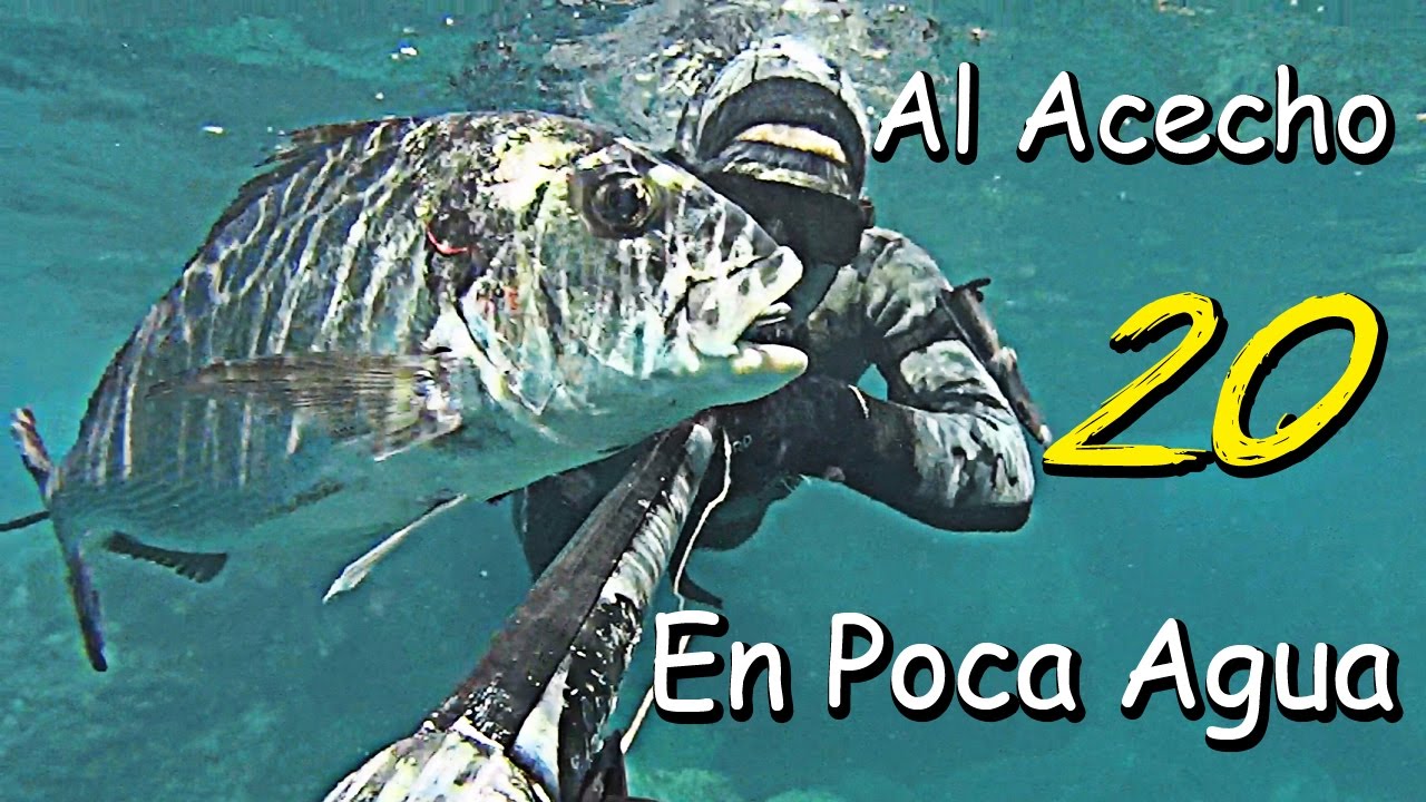 spearfishing world Pesca Submarina, AL ACECHO VI