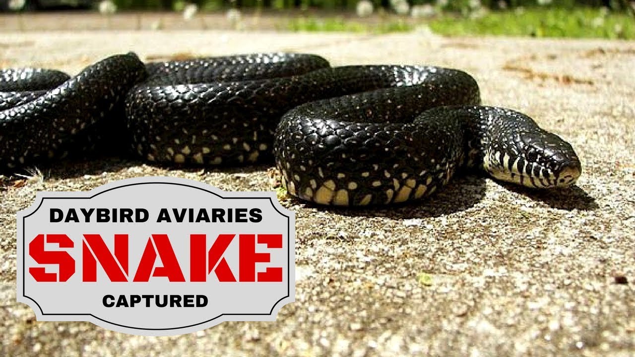 pet snakes and dogs How to Relocate a Black Kingsnake - Our first snake in years.