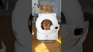 Секрет идеального, чистого кошачьего туалета раскрыт!