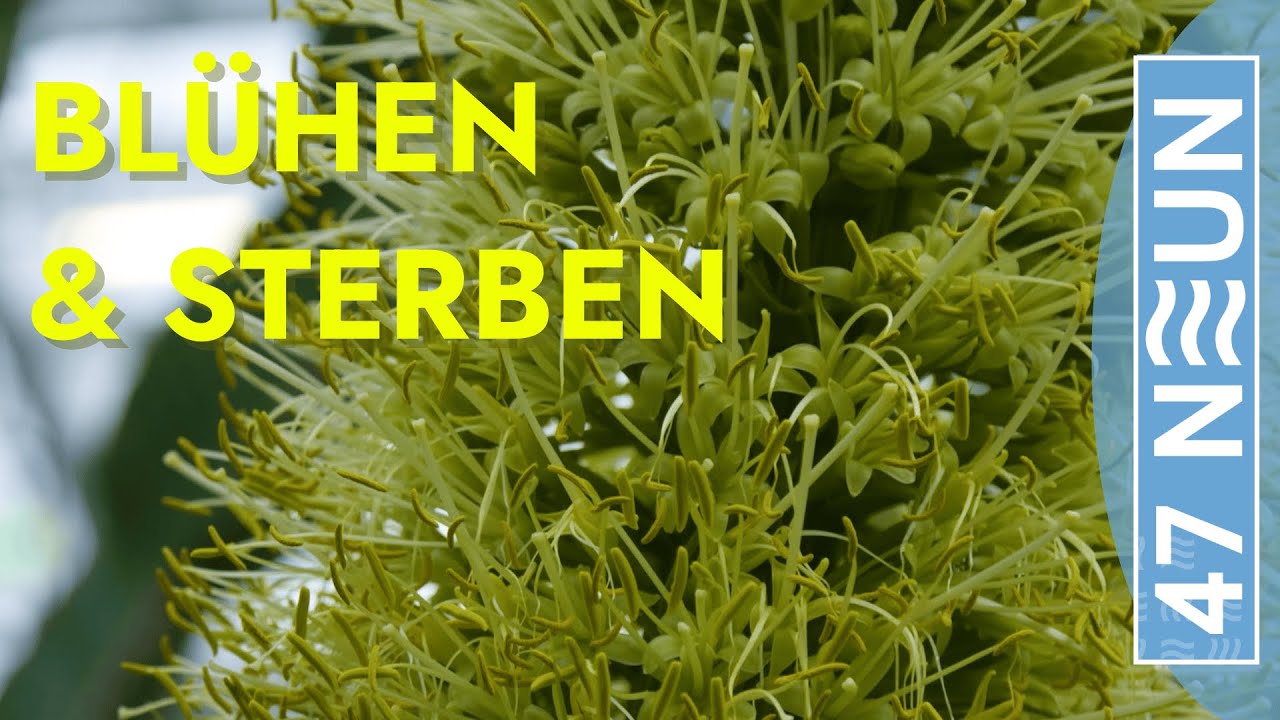 Flchtiges Naturwunder mit dramatischem Abschied  die Blte der  Schwanenhals-Agave | 47NEUN
