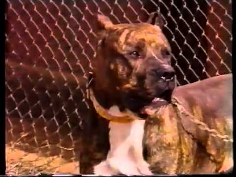 Video: Questa malattia colpisce l'80% di Staffordshire Bull Terrier. Il tuo cucciolo sta silenziosamente soffrendo?