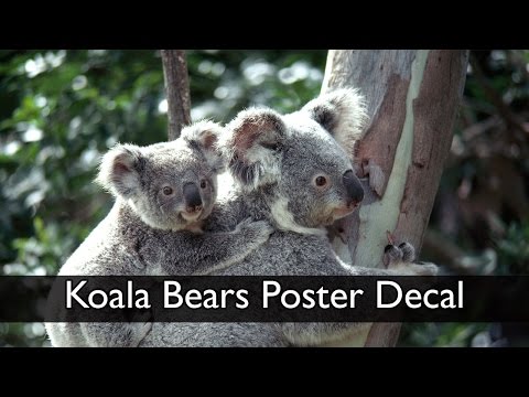 Koala Bear Poster Decal