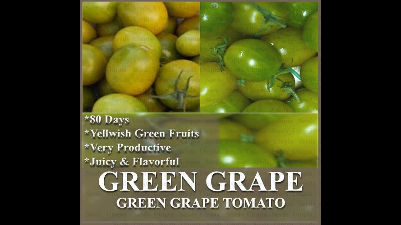GREEN GRAPE Tomato Seed HEIRLOOM TASTY CLUSTERS, SEEDS on www.MySeeds.Co YouTube