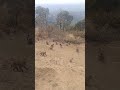 Monkey in the mountains!