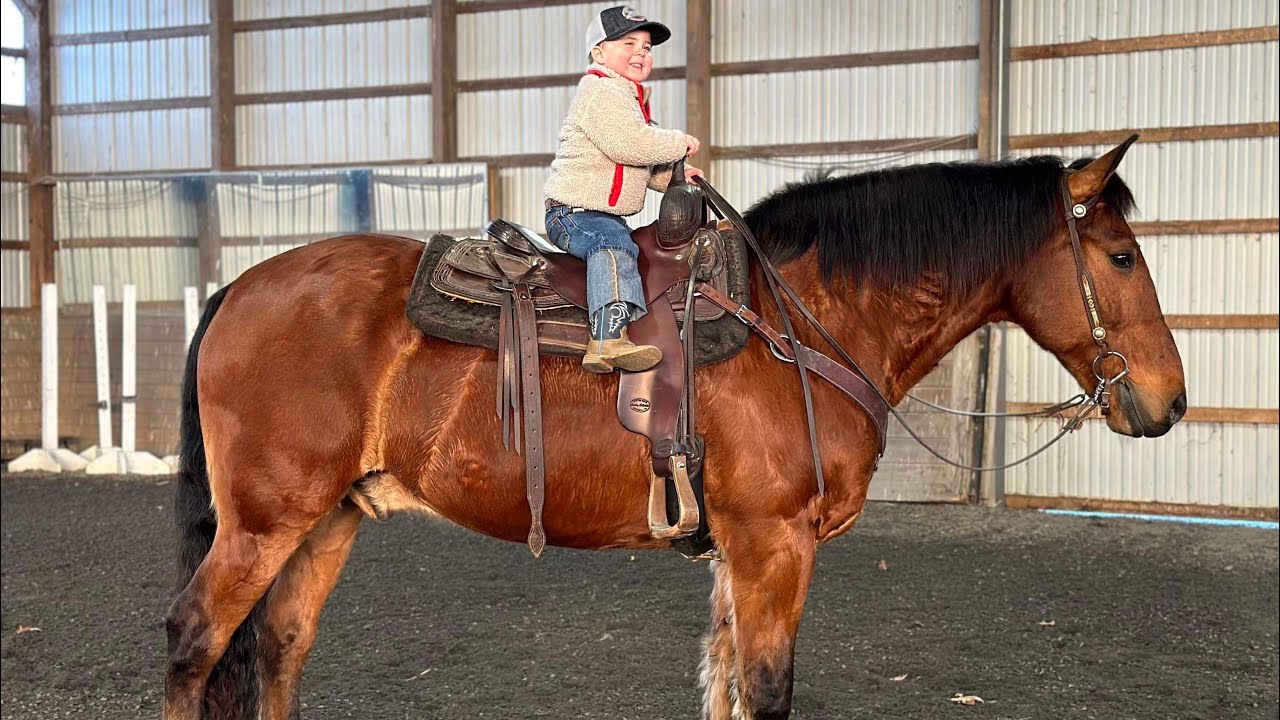 Amos, presented by Diamanté Equestrian YouTube