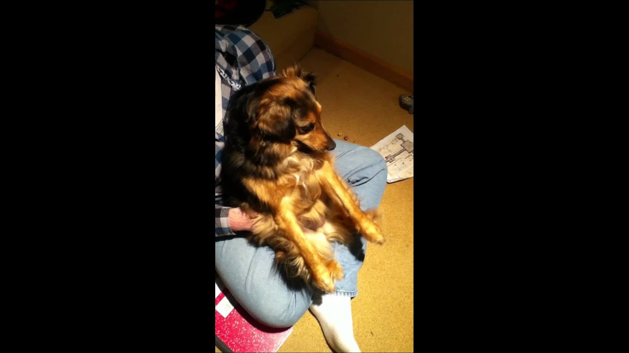 Dog Has Leg Spasm YouTube dog-has-leg-spasm-youtube