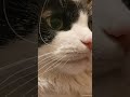 My kitty lovely angel! #kitty #catsofyoutube #catstagram #cat #cats #edit