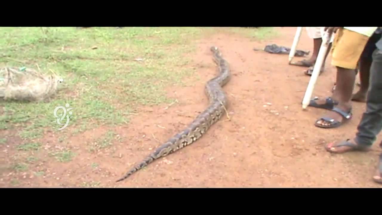Big Snake caught in Tirupati 99tv YouTube