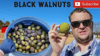 Complete Black Walnut Processing: From Harvest to Finish (55 gallon drum full of them)