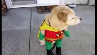 Смешные собаки В костюмах! Смешные собаки В костюмах!