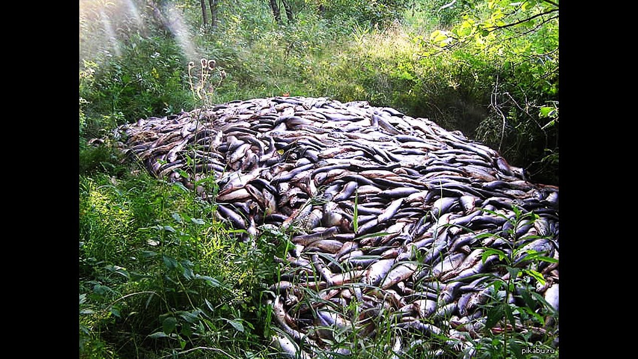 Борьба с браконьерами на Амуре ЭТО ЖЕСТОКО ЧТО ТВОРЯТ