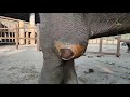 Elephant Mae Mai Condition Update