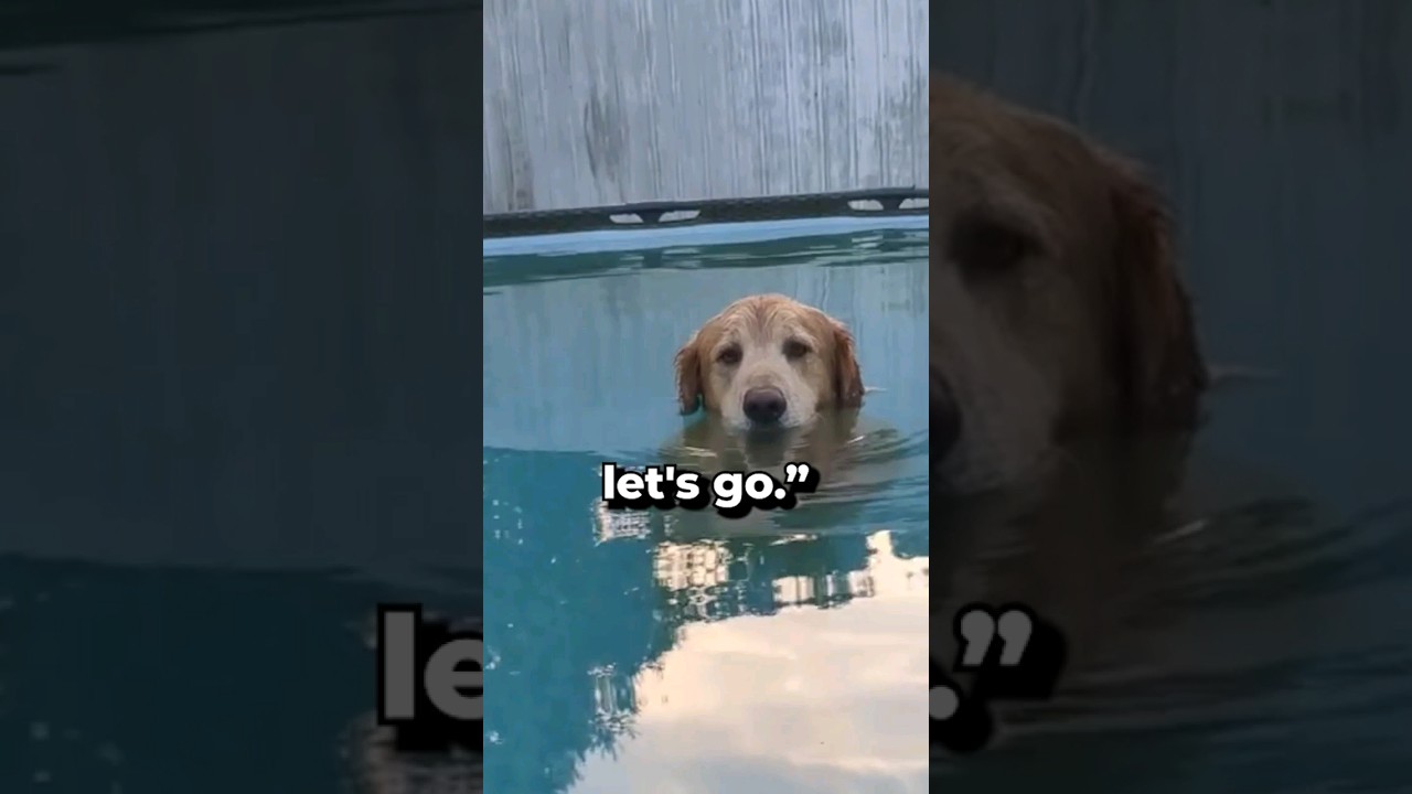 Dog Won't Listen & Get Out of the Pool 😂
