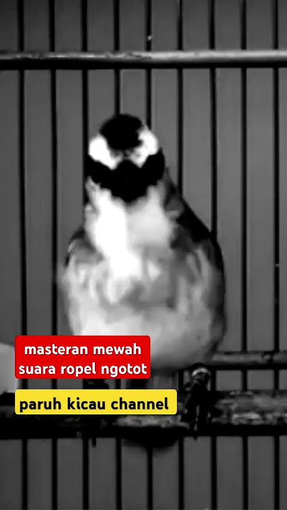 masteran mewah ropel ngotot suara trucukan gacor #trucukangacor #shorts #shortsvideo #shortsfeed