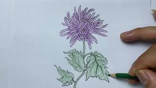 Draw and color a picture of a flower with bright green leaves