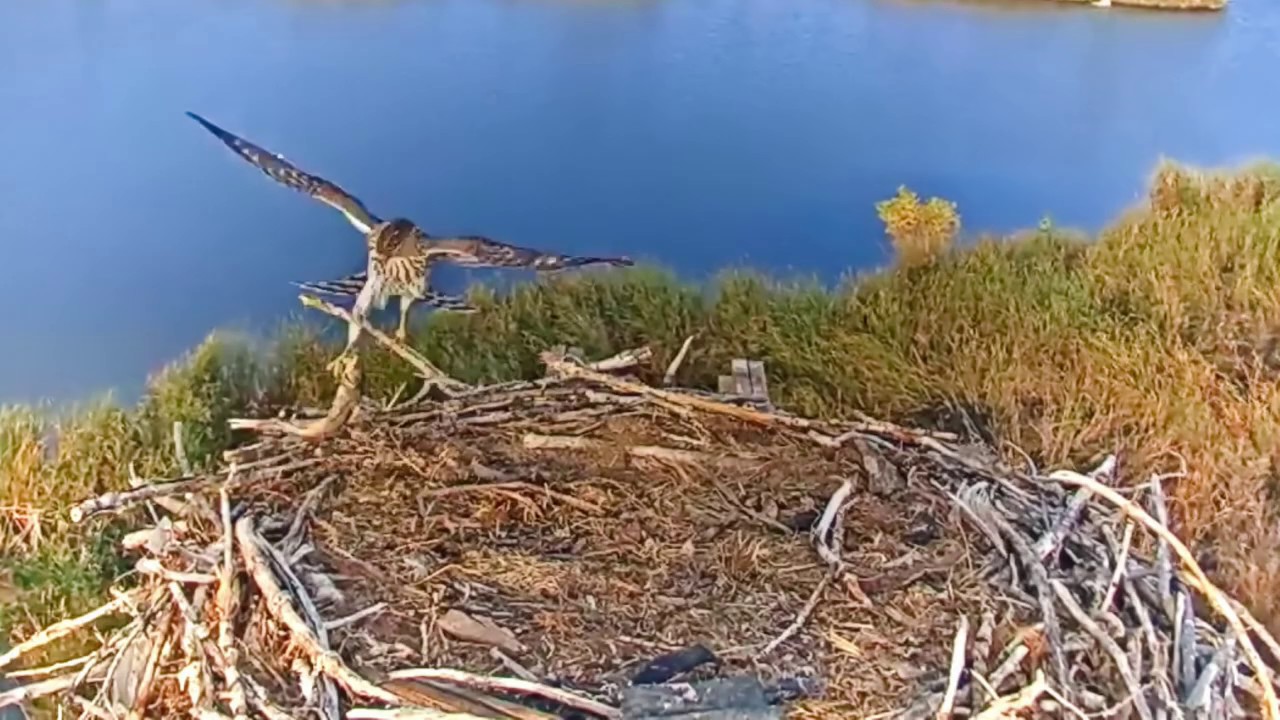 2019-10-05 Hawk "steals" a dried-up fish from the nest! | Boulder County Osprey Cam