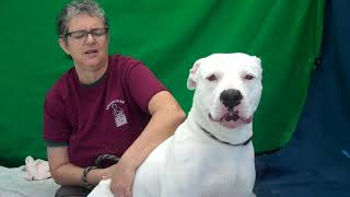 A5058051 Luna Labrador Retriever Pit Bull Mix