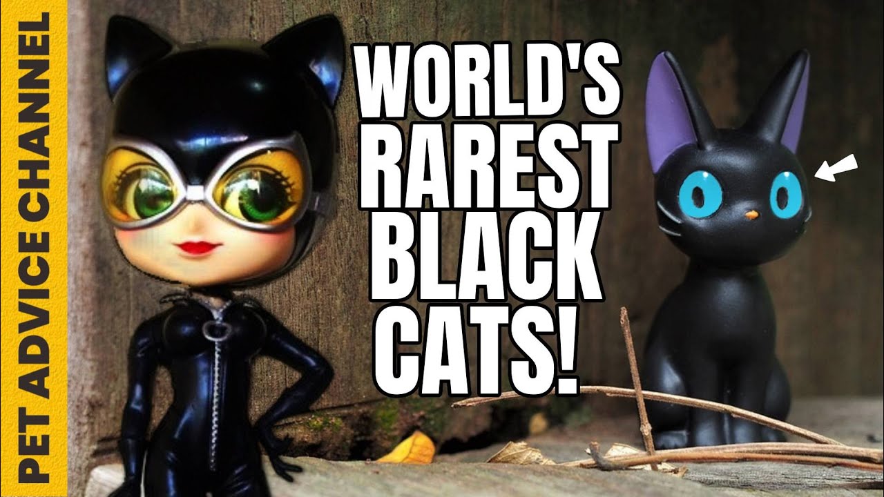 10 cat breeds with beautiful blue eyes