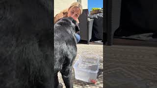 🐾 Tag 23 der SpringDogDays – Das Leckerli-Fischen! 💧 #hundetraining #hundebeschäftigung