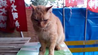 大晦日の神社、初詣の準備で大忙し。でも猫にはカンケー無さそう。
