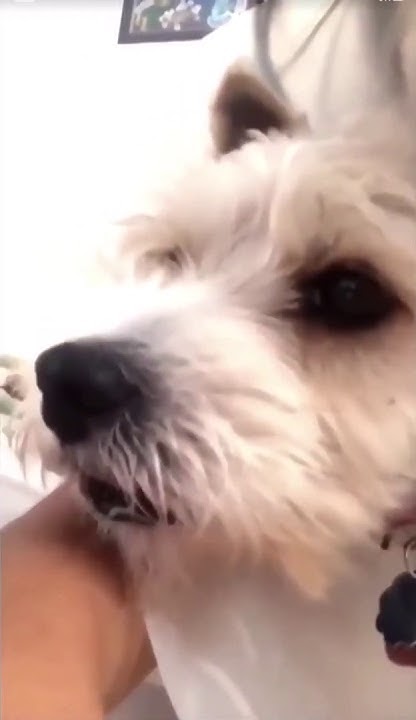 Собака сдерживает кашель мем This Insanely Obedient Dog Has The Most Adorable Bark Of All Time Smart dog, Dog