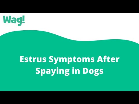 Video: Estrus Symptomer Efter Spaying Hos Hunde