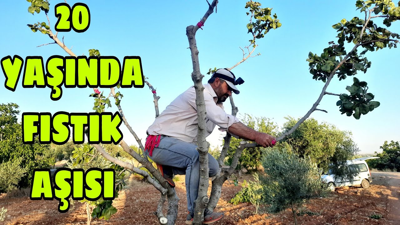 20 YAŞINDAKİ ANTEP FISTIĞI AĞACIN BUDAMASI ve AŞISI