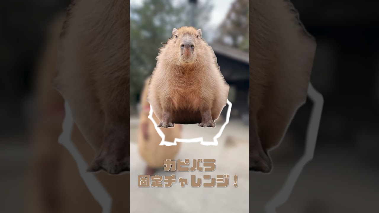 Let's try matching it to the white frame! #capybara #cute
