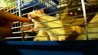 Cute Rat Kiki Giving Me A High-Five