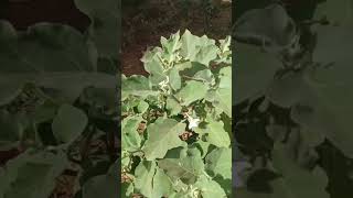 🍆1 year old brinjalबैगन After 20 days of single spray of UPRO-DKC and Gadha gaumutra,each 5ml/ltr  