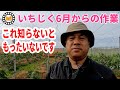 いちじく 6月からの作業 知らないともったいないです