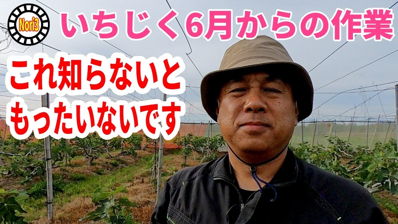 いちじく　6月からの作業　知らないともったいないです